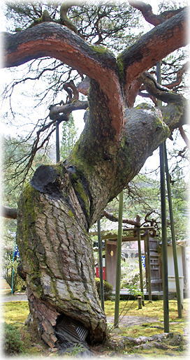 画像:寿の松 画像:寿の松