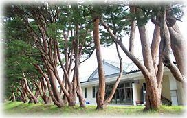 画像:幸畑陸軍墓地の多行松_2 画像:幸畑陸軍墓地の多行松_2
