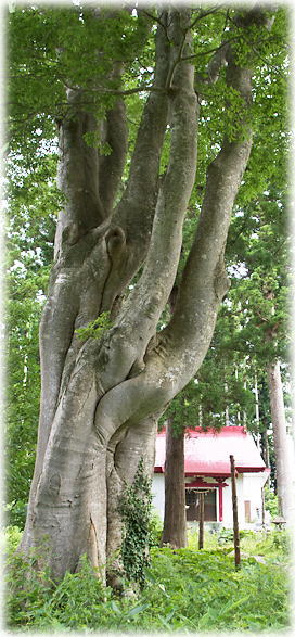 画像:熊野玉串神社のエゾエノキ 画像:熊野玉串神社のエゾエノキ