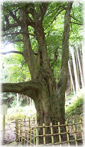 画像:栗原連理のサカキ_1 画像:栗原連理のサカキ_1