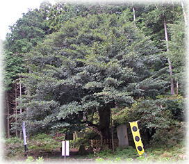 画像:栗原連理のサカキ_3 画像:栗原連理のサカキ_3