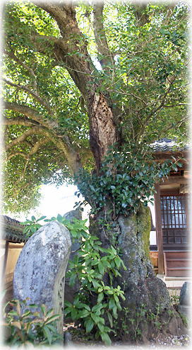 画像:経蔵寺のヒイラギモクセイ 画像:経蔵寺のヒイラギモクセイ