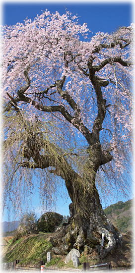 画像：三穂の柳桜