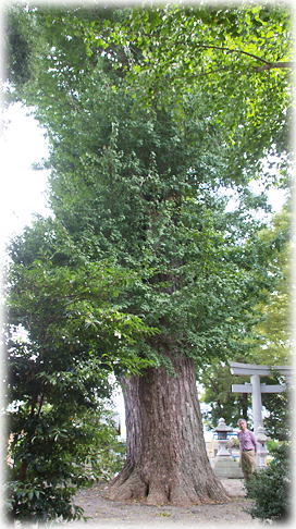 画像:南浜神社のイチョウ(幹と並ぶ)