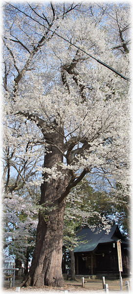 画像：南原熊野神社の種蒔桜
