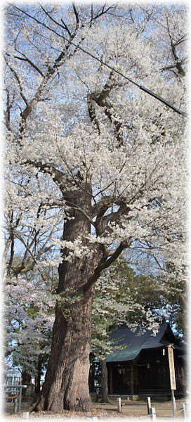 画像:南原熊野神社の種蒔桜 画像:南原熊野神社の種蒔桜