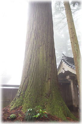 画像:三尾寺のスギA 画像:三尾寺のスギA