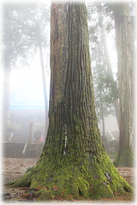 画像:三尾寺のスギB 画像:三尾寺のスギB
