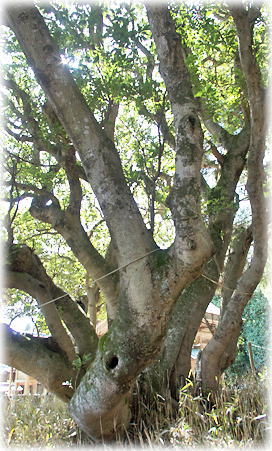 画像:美和神社のヤマモモ_1 画像:美和神社のヤマモモ_1