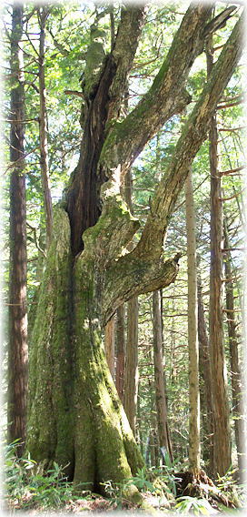 画像:水木沢天然林のナラ 画像:水木沢天然林のナラ