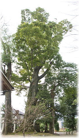 画像:牟佐神社のケヤキ 画像:牟佐神社のケヤキ