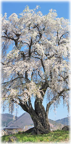 画像:和美の桜 画像:和美の桜