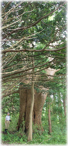 �摜�F�����\�̃|�v���i���ƕ��ԁj