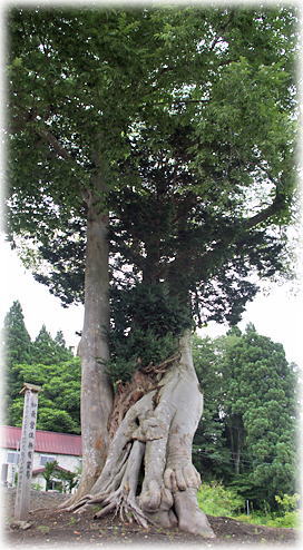 画像:中村霊苑の木 画像:中村霊苑の木