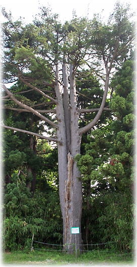 画像:野木の五葉松 画像:野木の五葉松