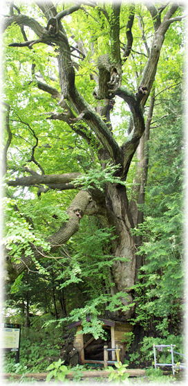 画像:大倉のカツラ 画像:大倉のカツラ