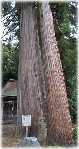画像:小野寺神明神社のスギ 画像:小野寺神明神社のスギ