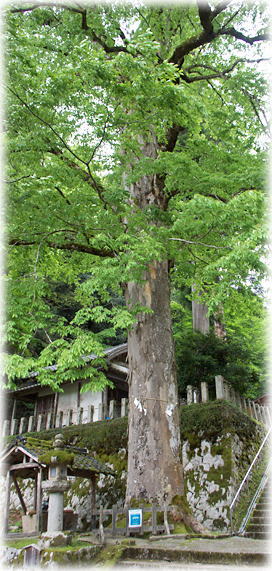 画像:大川神社のケヤキ 画像:大川神社のケヤキ