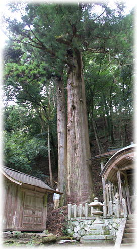 画像:大石富川琴平神社のスギ(幹と並ぶ)
