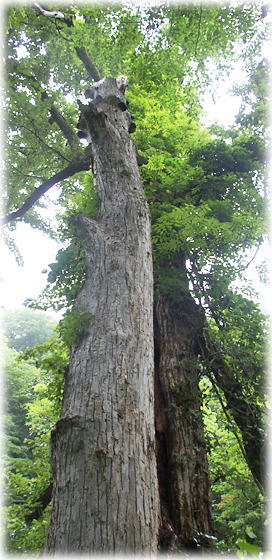 画像:大鰐の神木 画像:大鰐の神木