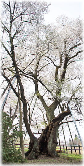画像:オサヤジの種まき桜 画像:オサヤジの種まき桜