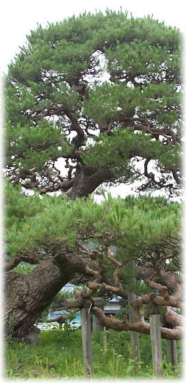 画像:関根の松 画像:関根の松
