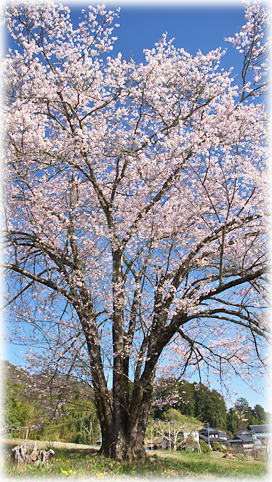 画像：関坂の一本桜