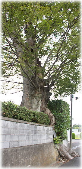 画像:泉福寺のケヤキ 画像:泉福寺のケヤキ