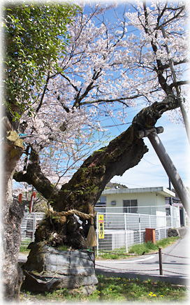 画像:知久平城址梶曲輪の桜_1 画像:知久平城址梶曲輪の桜_1