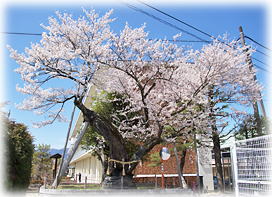 画像:知久平城址梶曲輪の桜_2 画像:知久平城址梶曲輪の桜_2