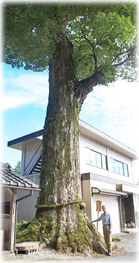 画像：下塩津神社のケヤキ（幹と並ぶ）