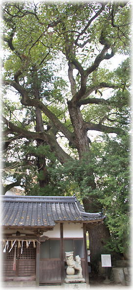 画像:園井諏訪神社のクスノキ 画像:園井諏訪神社のクスノキ
