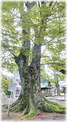 画像:相撲神社のケヤキ 画像:相撲神社のケヤキ