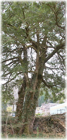 �摜�F�c���̃J��