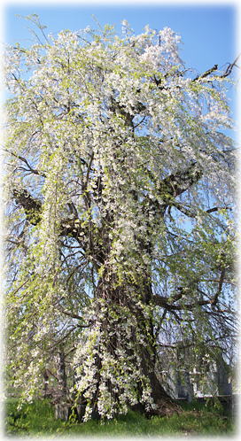 画像:高山大橋南のしだれ桜 画像:高山大橋南のしだれ桜