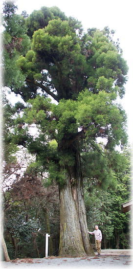 画像:種八幡神社の大スギ(幹と並ぶ)