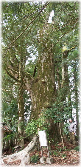 画像:足見荒神様のケヤキ(幹と並ぶ)