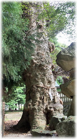 画像:建部神社のケヤキ 画像:建部神社のケヤキ