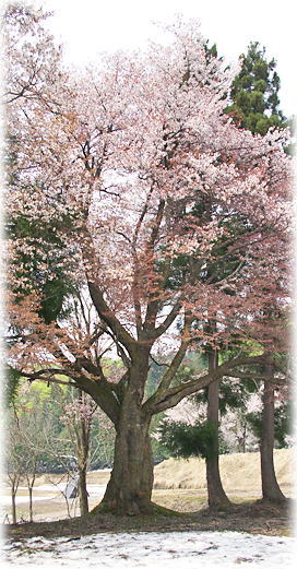 �摜�F���쓃�̃��}�U�N��