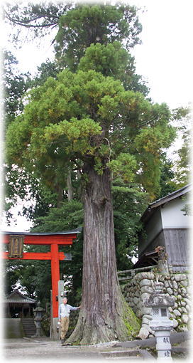 画像:歳苗神社のスギ 画像:歳苗神社のスギ