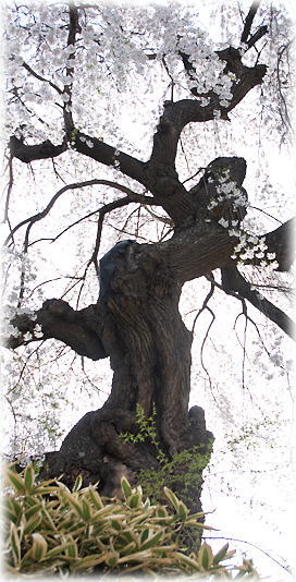 画像:平泉寺の桜 画像:平泉寺の桜