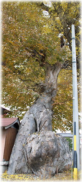 �摜�F�g��r�䓰�̃P���L