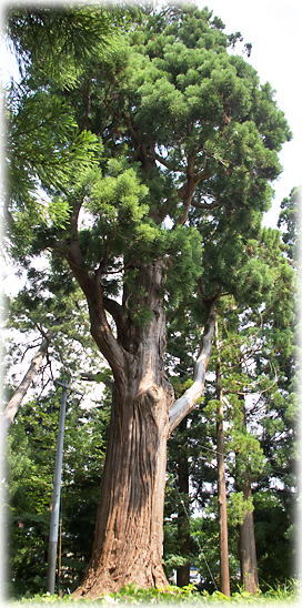 画像:楊子杉 画像:楊子杉