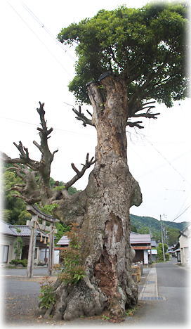 画像:結城神社のタブノキ 画像:結城神社のタブノキ