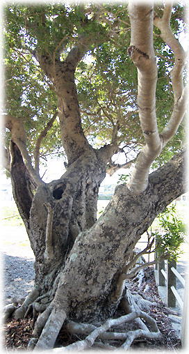 画像:相川三島神社のヤマモモ 画像:相川三島神社のヤマモモ