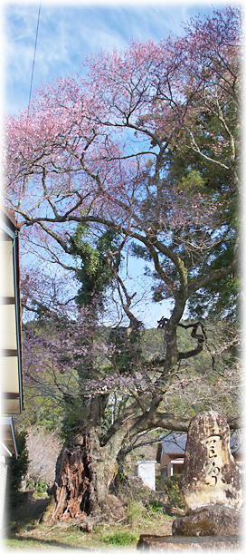 画像:長養院の桜 画像:長養院の桜