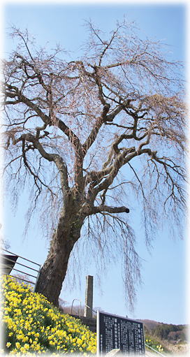 画像:絵松神社の桜 画像:絵松神社の桜
