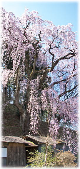 画像:福聚寺の桜 画像:福聚寺の桜