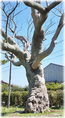 画像:堀切小学校のハマセンダン(枯死) 画像:堀切小学校のハマセンダン(枯死)