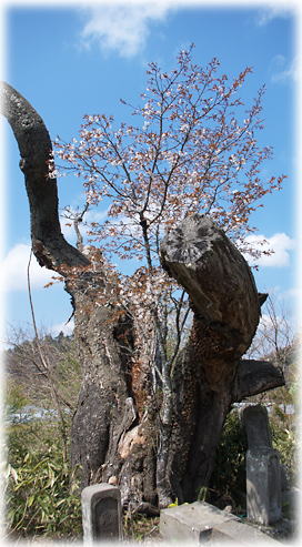 �摜�F�בq�̎R��